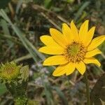 Helianthus occidentalis Flower