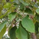 Oreopanax nymphaeifolius Hoja
