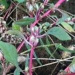 Amaranthus hybridus Hoja