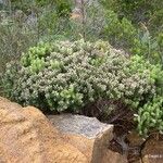 Cyathopsis albicans Habit