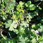 Geranium argenteum Leaf