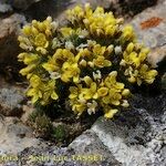 Draba hispanica Habitat