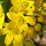 Gymnospermium odessanum 花