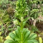 Lobelia stricta Çiçek