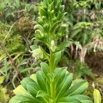 Lobelia stricta Квітка