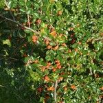 Cotoneaster horizontalis Vrucht