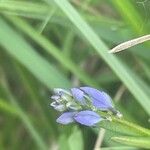 Polygala vulgaris Fleur