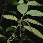 Acalypha diversifolia Arall