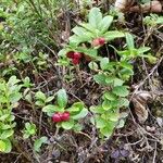 Vaccinium macrocarpon Fruit