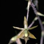 Epidendrum microphyllum Květ