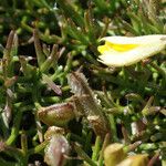 Stauracanthus spectabilis Листок