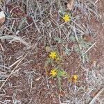 Hypericum triquetrifolium Habit