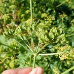 Smyrnium olusatrum Fruit