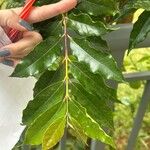 Campomanesia phaea Leaf