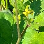 Sinapis arvensis Fula