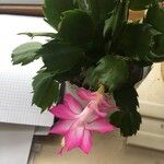 Schlumbergera truncataFlor