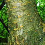 Prunus avium Bark