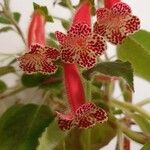 Kohleria amabilis Květ