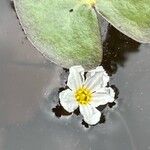 Nymphoides cordata Květ