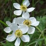 Anemone narcissiflora 花