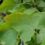 Salvia patens Leaf