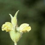 Phlomis lychnitis 花
