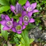 Gentianella aspera Žiedas