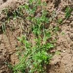 Fumaria agraria Hábito