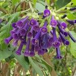 Iochroma cyaneum Blomma