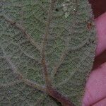 Begonia lacunosa Leaf