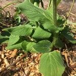 Doronicum columnae Hoja