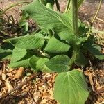 Doronicum columnae Blad