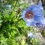 Meconopsis aculeata Flor