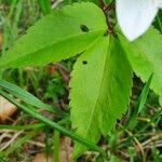 Anemonoides trifolia Blad