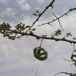 Acacia tortilis ഫലം