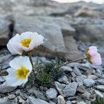 Ranunculus glacialis Libunga