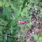 Tropaeolum pentaphyllum Flor