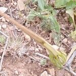 Erodium gruinumFruct