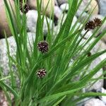 Juncus ensifolius 花