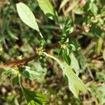 Amaranthus graecizans पत्ता