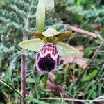 Ophrys omegaifera Flower