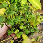 Peperomia glabella Агульны выгляд