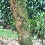 Synsepalum dulcificum Bark