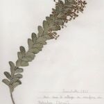 Acacia cultriformis Blad