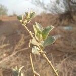 Atriplex halimusFolha