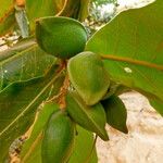 Terminalia catappa Fruit