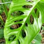 Monstera adansonii Leaf