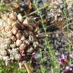 Allium angulosum Fruit