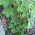 Rubus parviflorusFruit