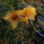 Hypericum prolificum Blüte